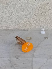 カエル