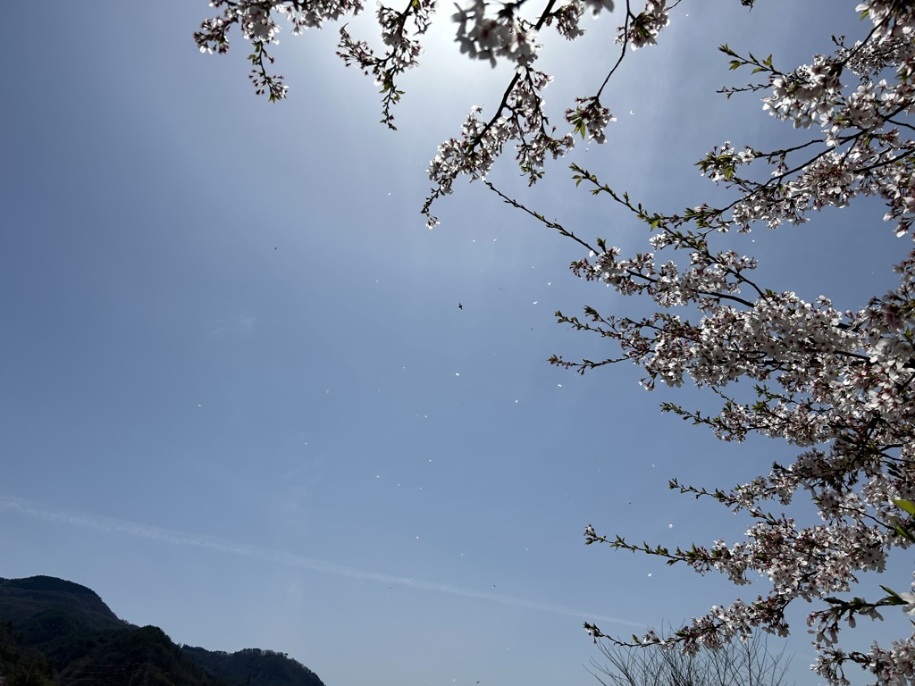 さくらちる