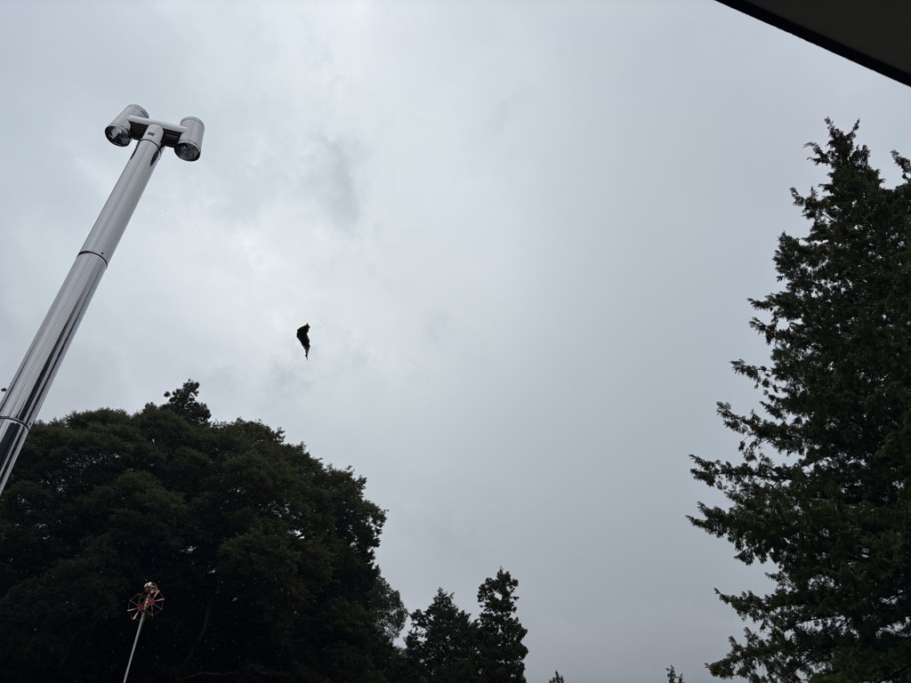 空中浮葉…