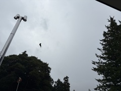 空中浮葉…