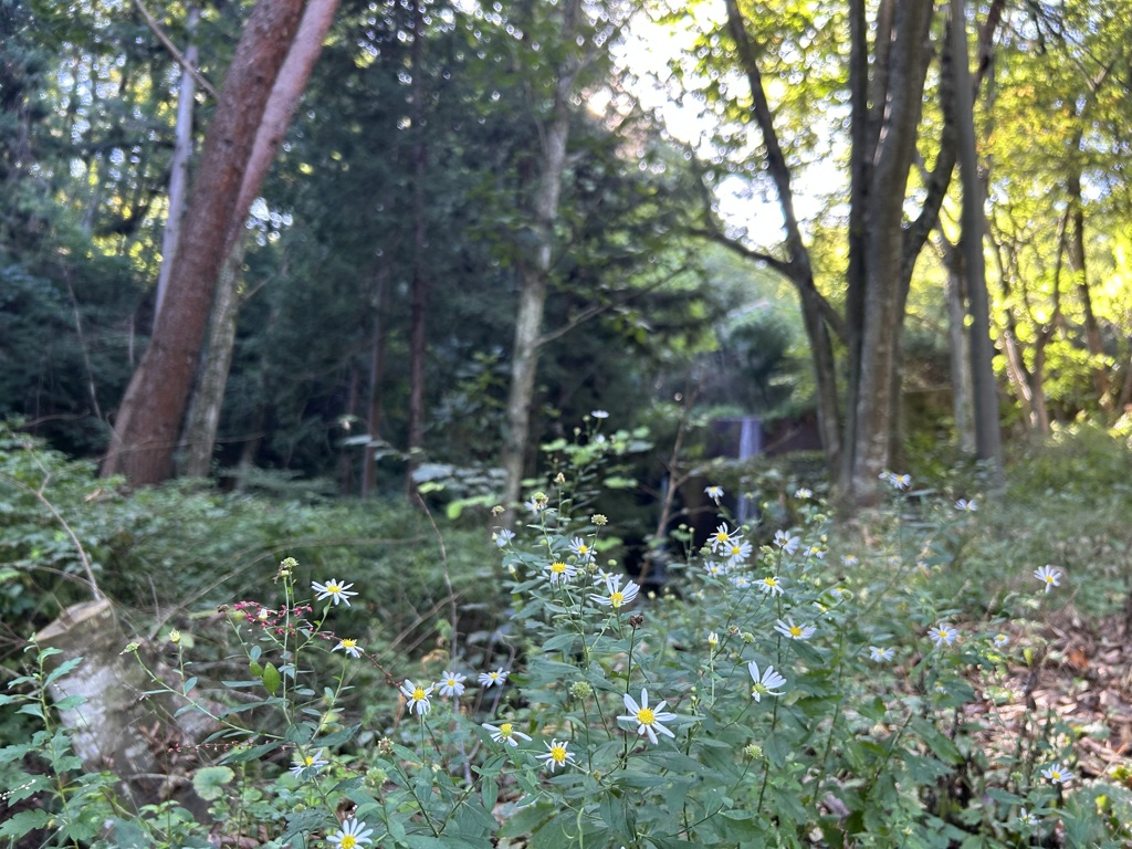 シロイお花さん