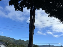 自然