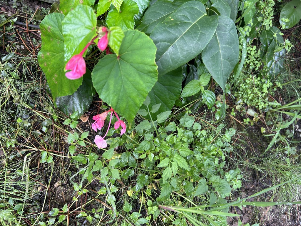 ちょっとピンク