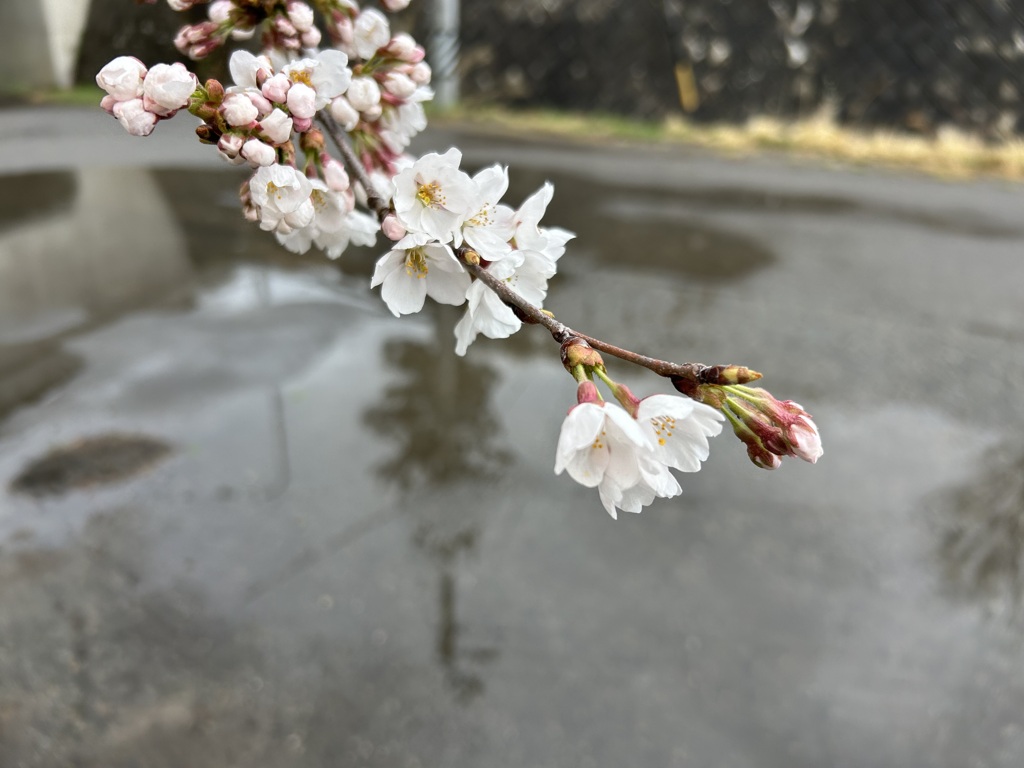 さくらさく