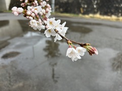 さくらさく