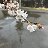 さくらさく