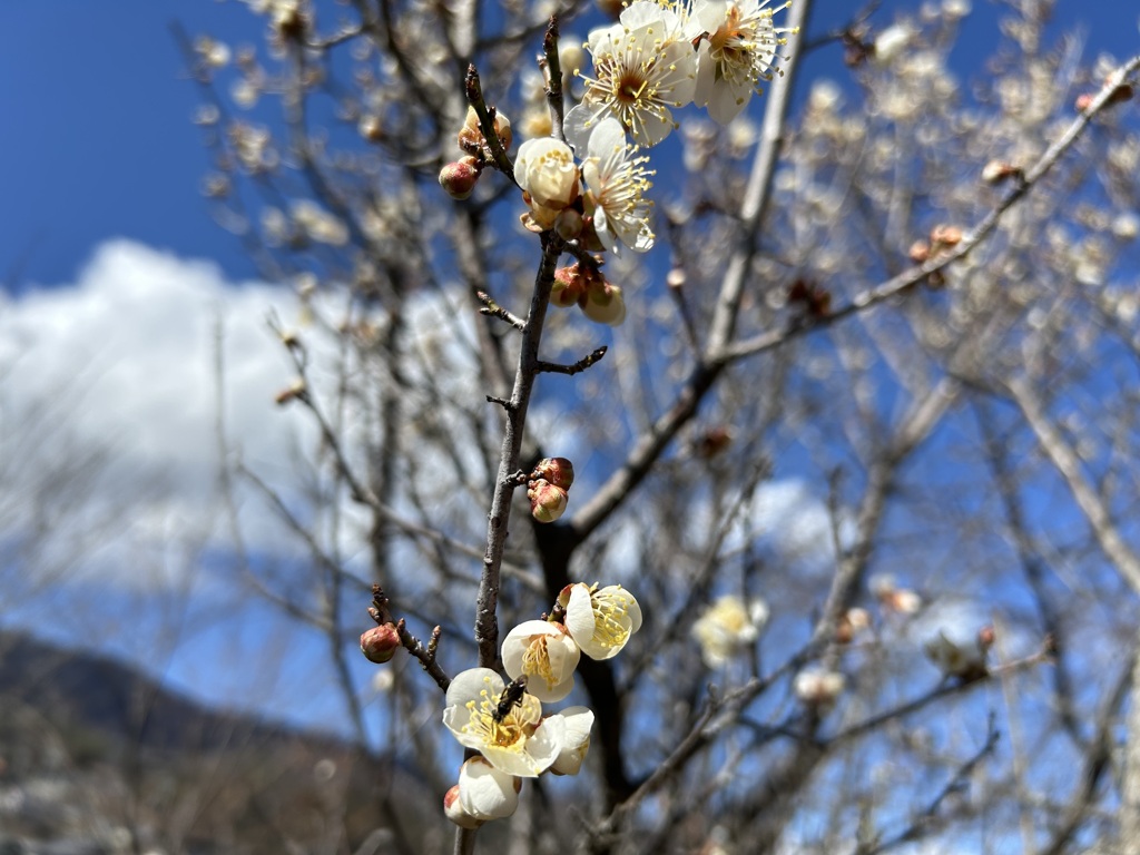 咲いた