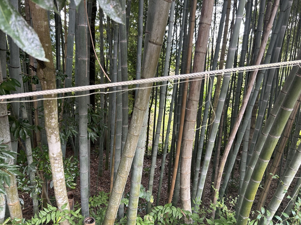 竹