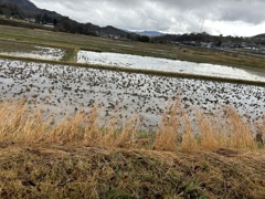 アメあがり