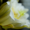 -358 華が