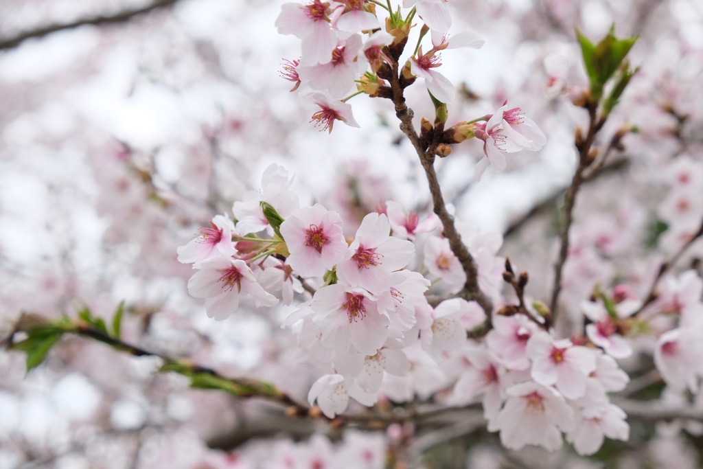 桜3