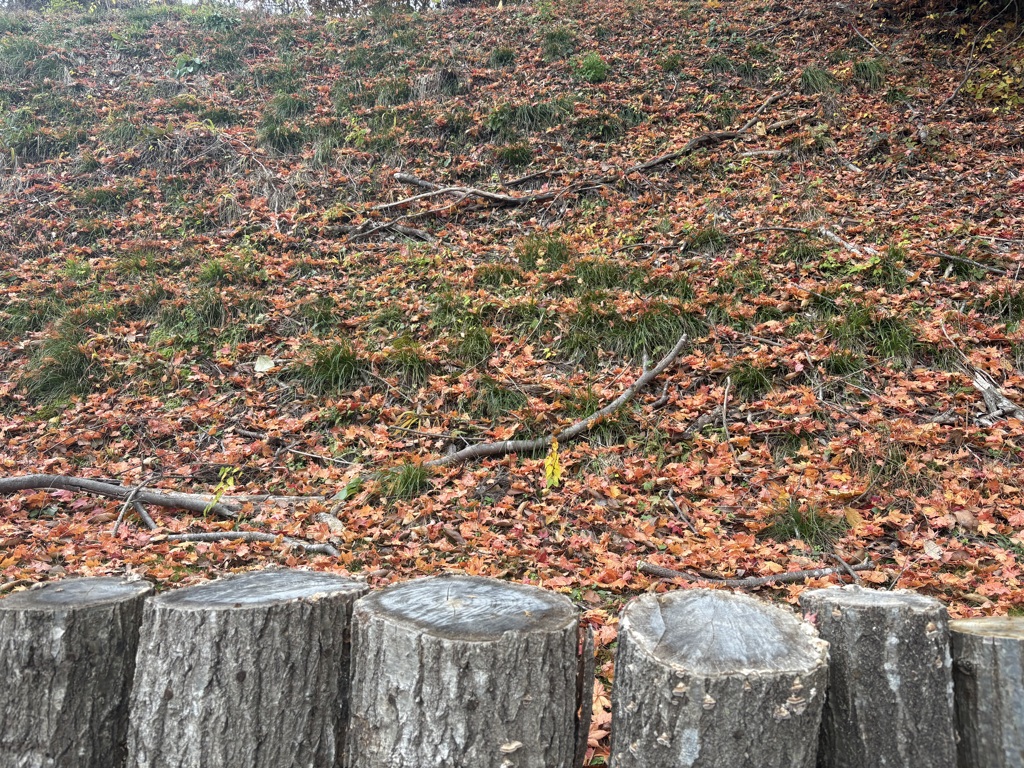 葉っぱいっぱい