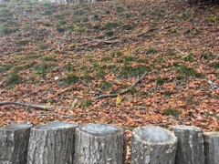 葉っぱいっぱい