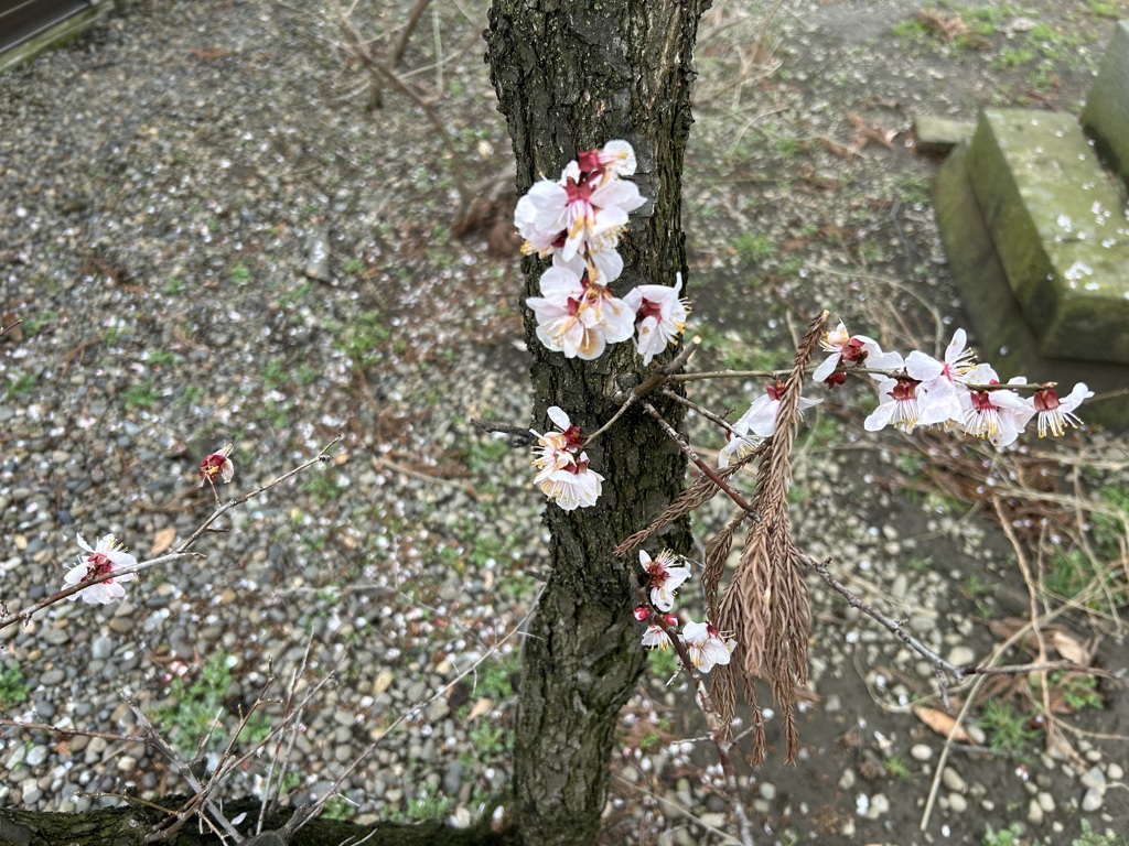 梅かな