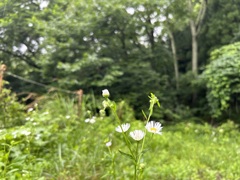 ふぅ
