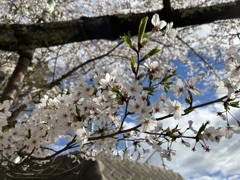 0 今年も観れた