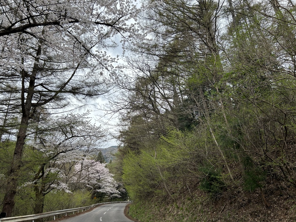 さくらさく　パート4