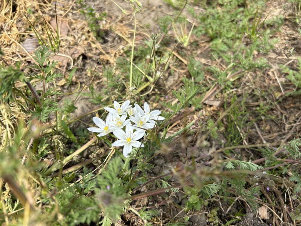 0331 白い花
