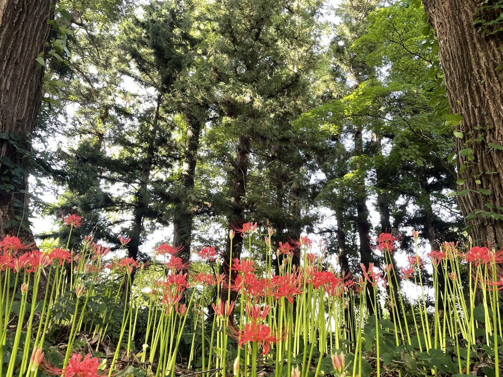 E 彼岸まで