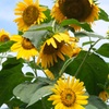 夏が終わる