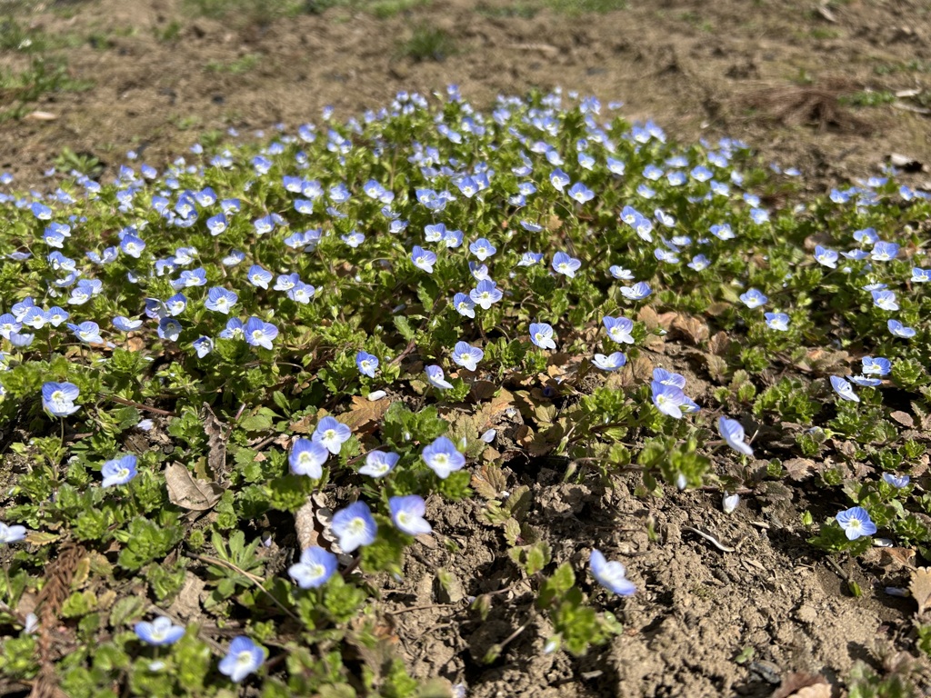 66 水色花