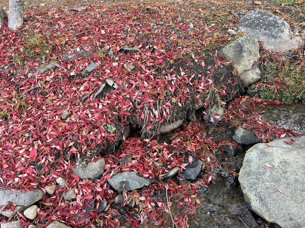 紅イロ