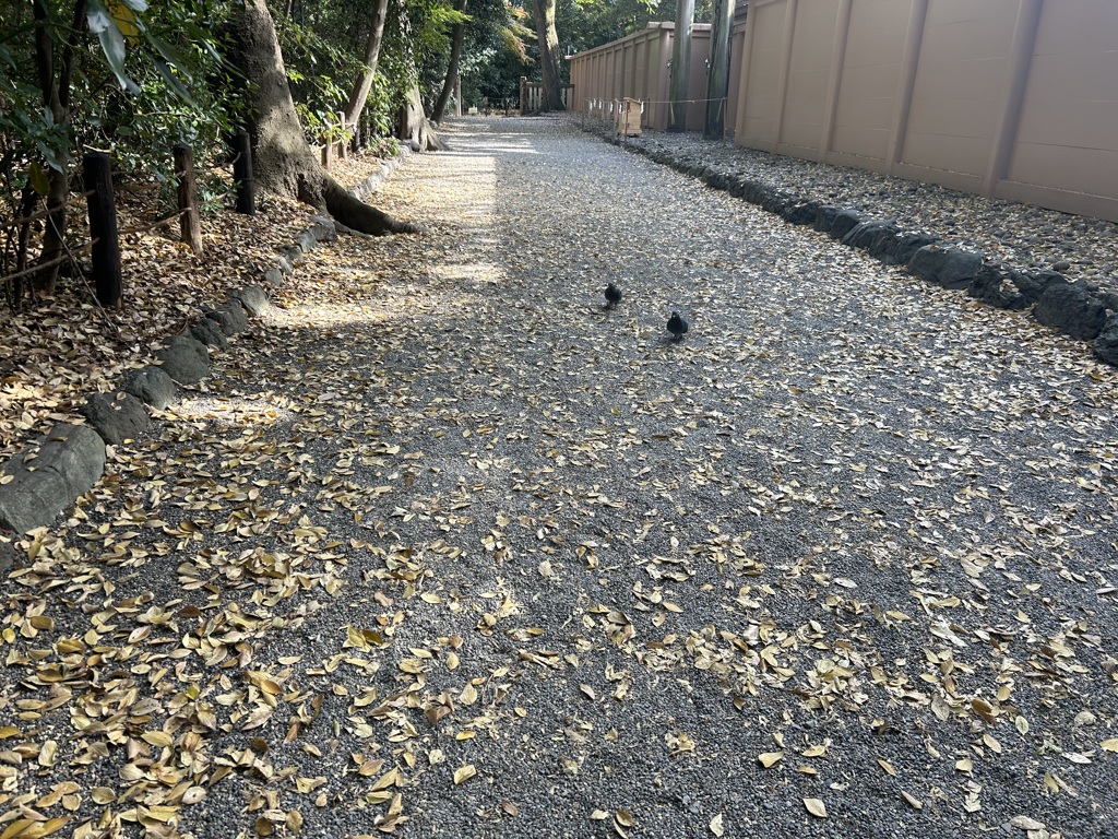 鳩さんはじめまして