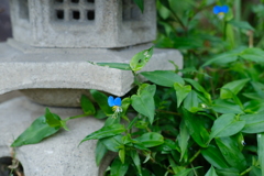 0 夏は