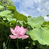 咲いていた