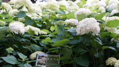 アナベル紫陽花：隅田公園にて