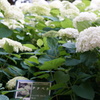 アナベル紫陽花：隅田公園にて