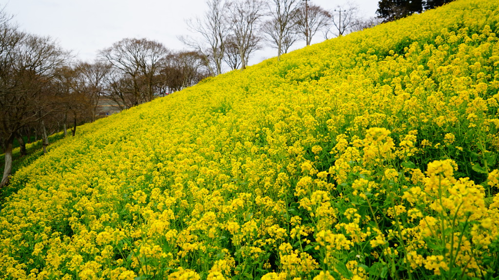 マザー牧場の菜の花