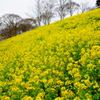 マザー牧場の菜の花