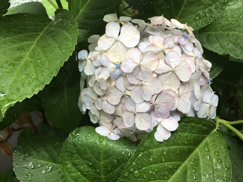 紫陽花、めぐみの雨？