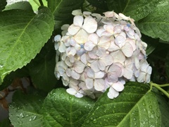 紫陽花、めぐみの雨？