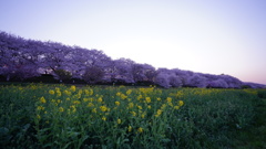 満開桜と菜の花コラボ:日没直前/権現堂