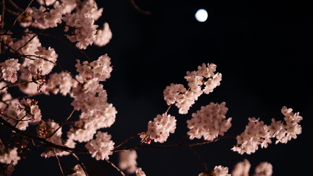 月齢6.88と夜桜コラボ/清澄庭園付近にて