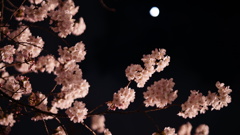 月齢6.88と夜桜コラボ/清澄庭園付近にて