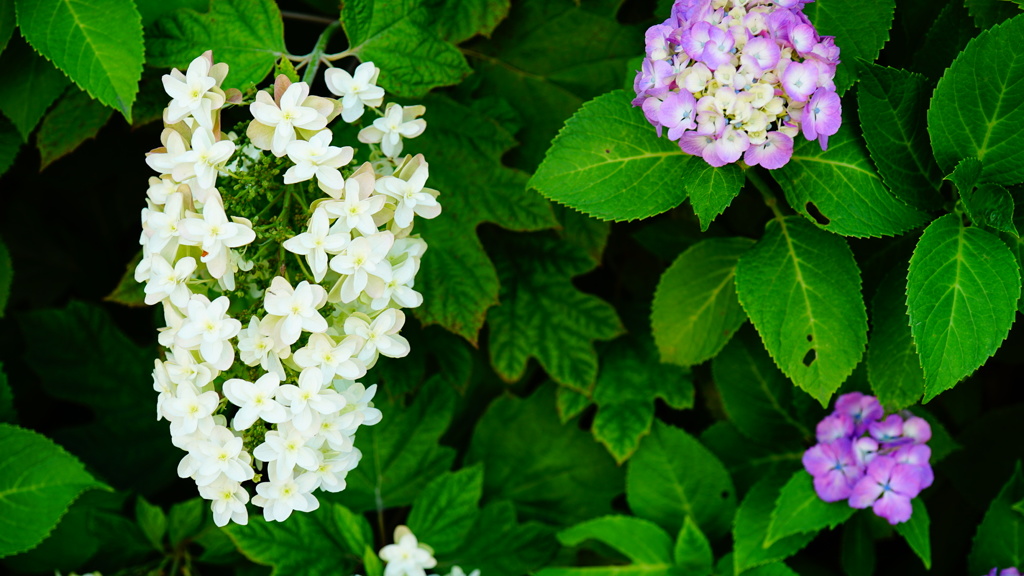 心温まる紫陽花に癒されました