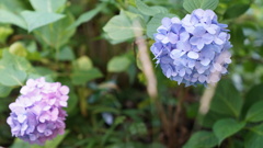 紫陽花二色：隅田公園にて