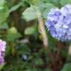 紫陽花二色：隅田公園にて