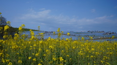 ネモフィラと菜の花コラボ/ひたち海浜公園