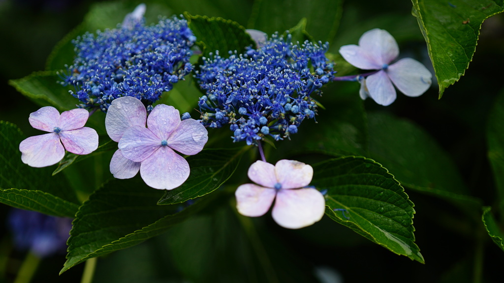 応援中の球団、勝利の花火に見えた、紫陽花