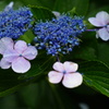 応援中の球団、勝利の花火に見えた、紫陽花