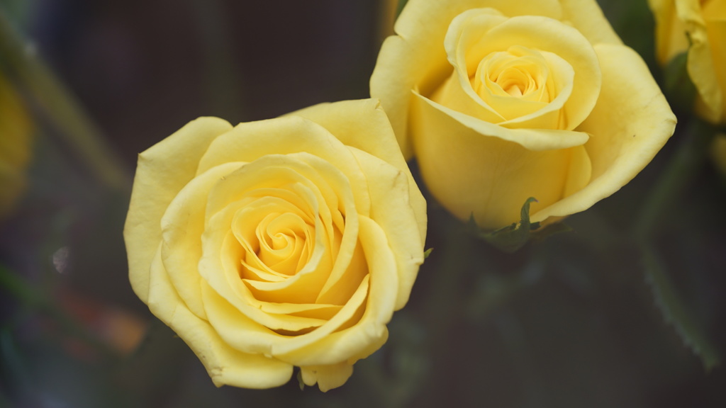薔薇：初のマクロ撮影（スカイツリータウン）