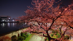 隅田公園夜桜