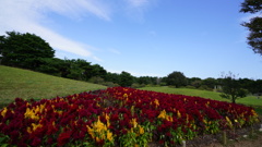 ひたち海浜公園のケイトウ