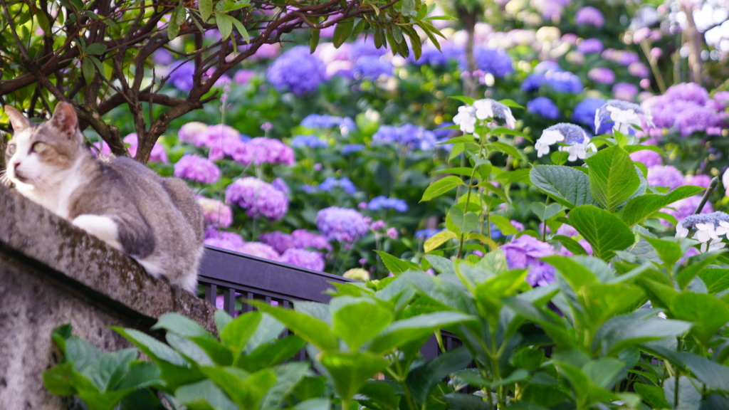 生まれて初めて猫ちゃん撮影、白山公園付近にて