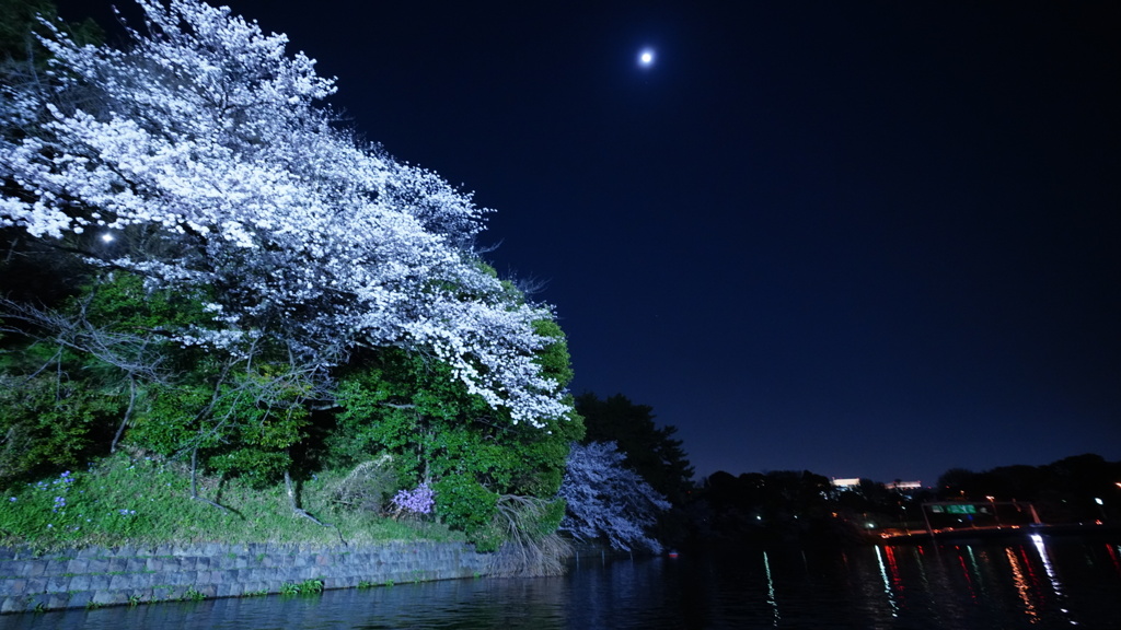 月齢10.90千鳥ヶ淵夜桜コラボ
