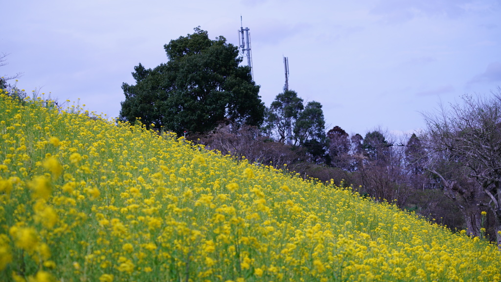 マザー牧場の菜の花とケータイ基地局